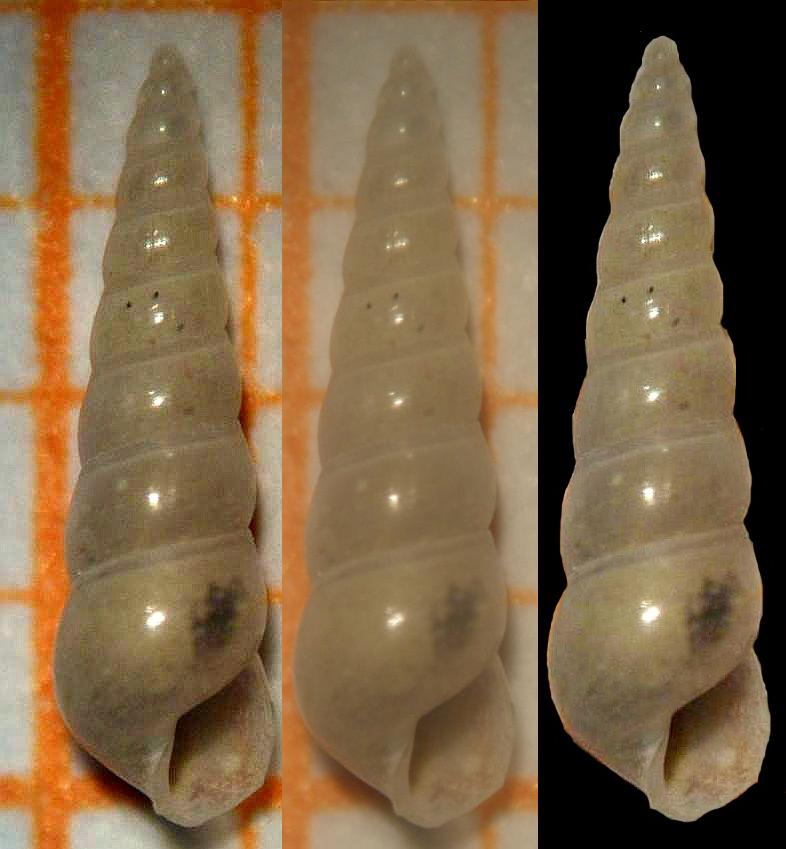 eulimella ventricosa o atakos???