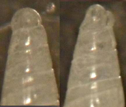 EULIMELLAacicula(laevis)/ subcylindrata?