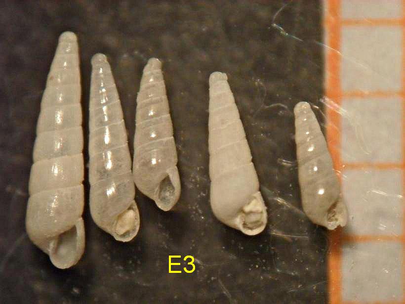 EULIMELLAacicula(laevis)/ subcylindrata?
