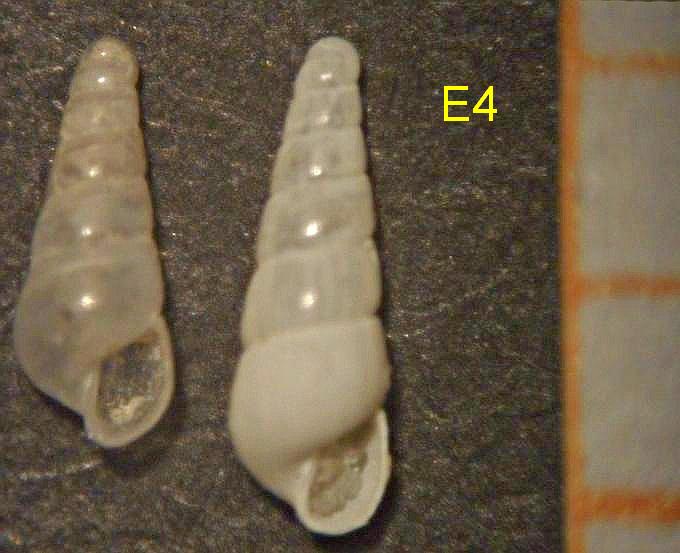 EULIMELLAacicula(laevis)/ subcylindrata?