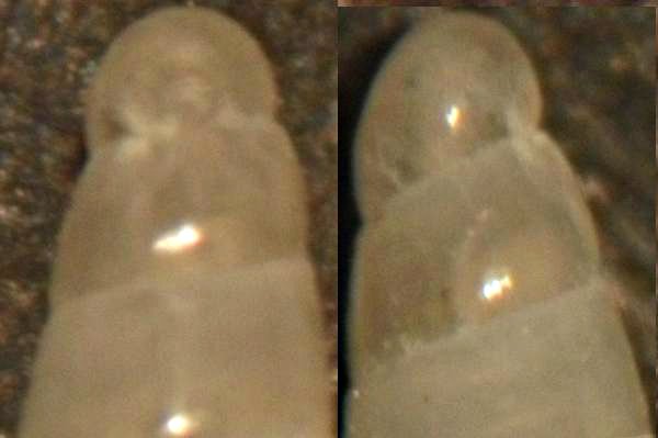 eulimella sp6 ???