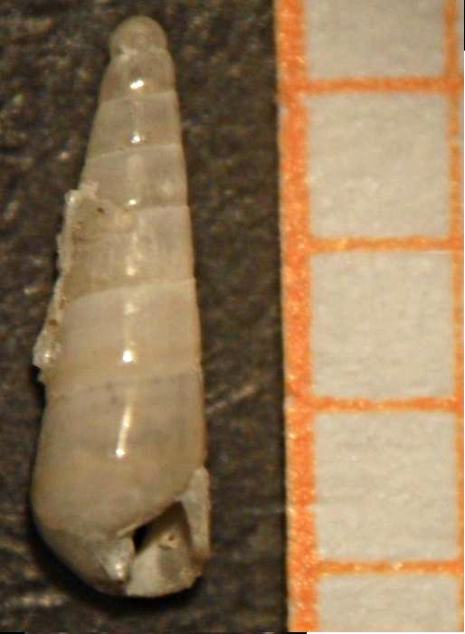 eulimella sp6 ???