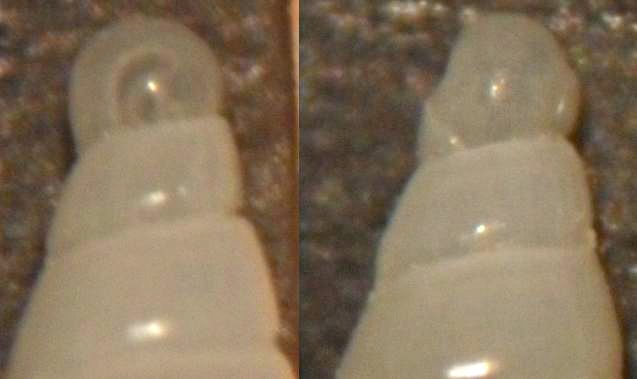 eulimella 7 sp???