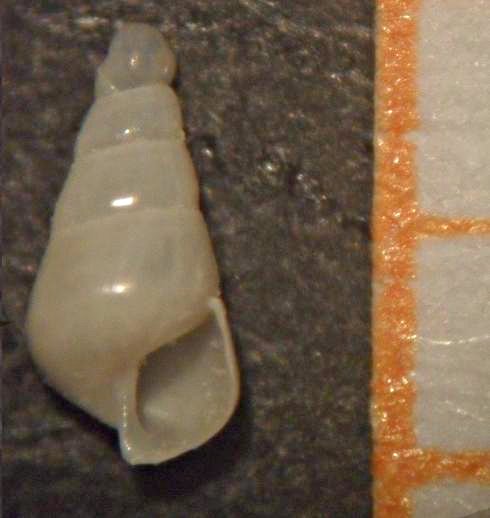 eulimella 7 sp???