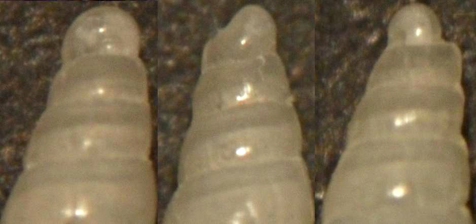 eulimella 8 sp ???