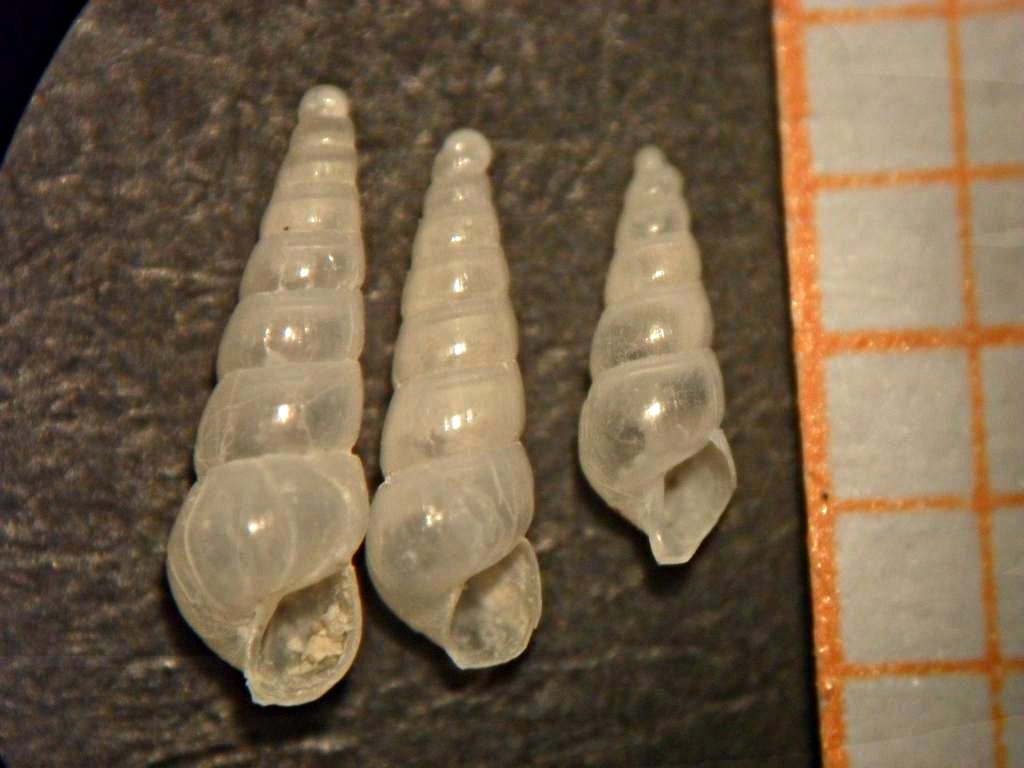eulimella 8 sp ???