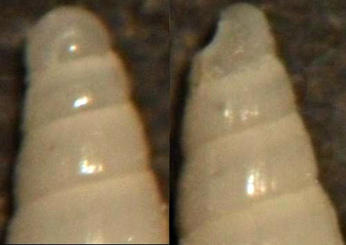 eulimella 9 sp ???