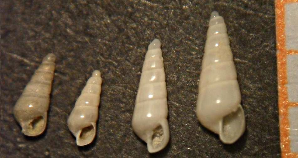 eulimella 9 sp ???