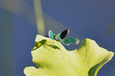 DA IDENTIFICARE - Calopteryx splendens (maschio)