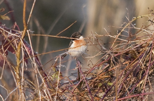 SALTIMPALO  ( Saxicola ................... )