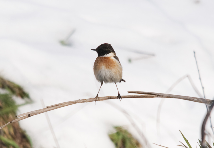 SALTIMPALO  ( Saxicola ................... )