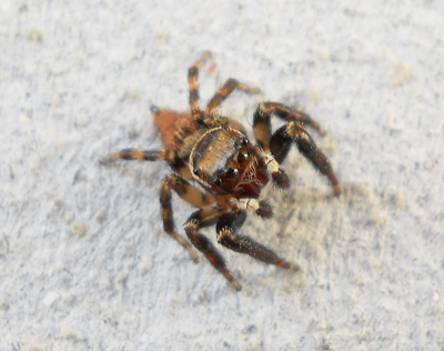Evarcha sp.