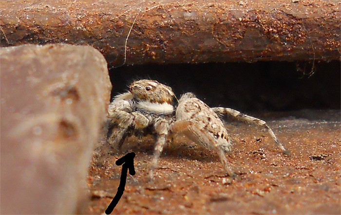 Menemerus semilimbatus