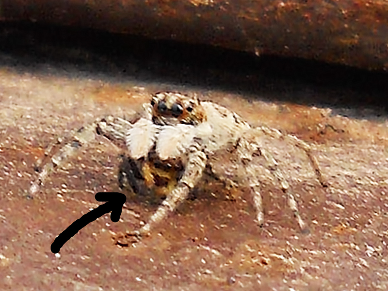 Menemerus semilimbatus