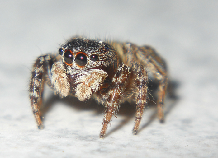 salticidae  truccato