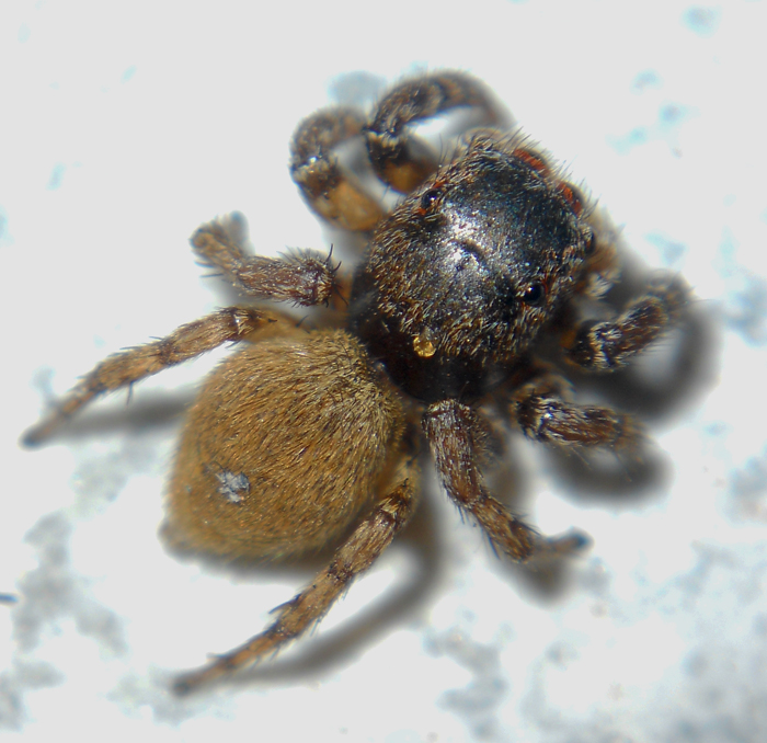 salticidae  truccato