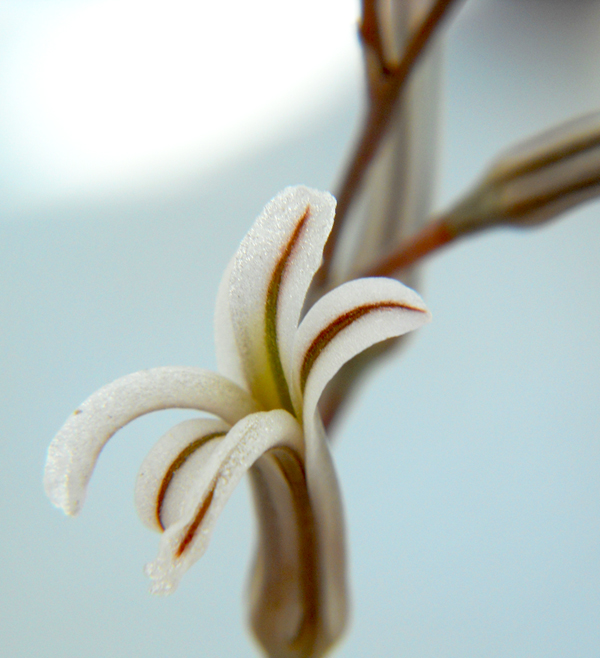 primo  macro  su  fiore