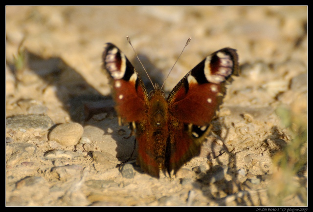 Identificazione:  Aglais io e Vanessa cardui