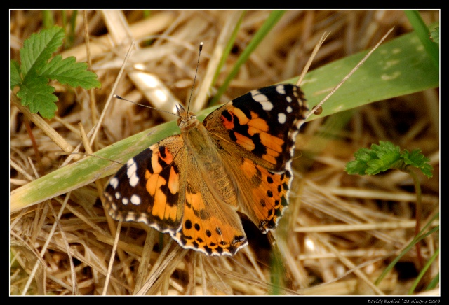 Identificazione:  Aglais io e Vanessa cardui