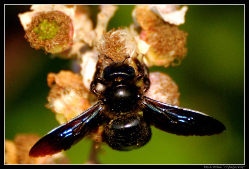 Xilocopa sp.