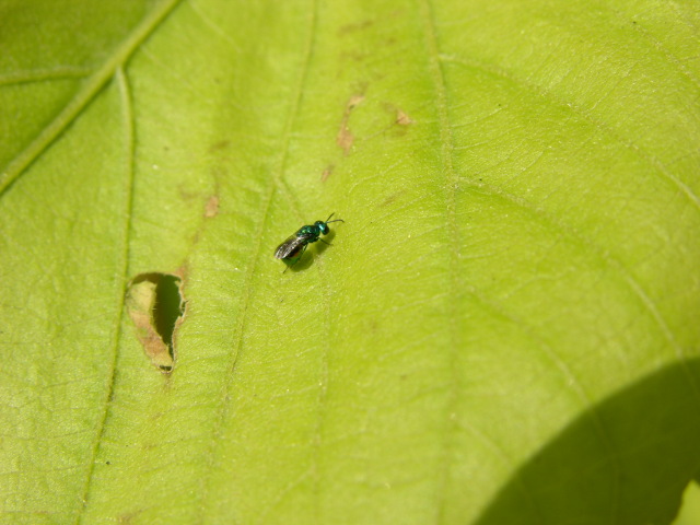 Pseudomalus auratus (Chrysidide)