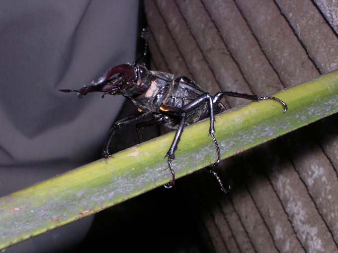 Lucanus cervus