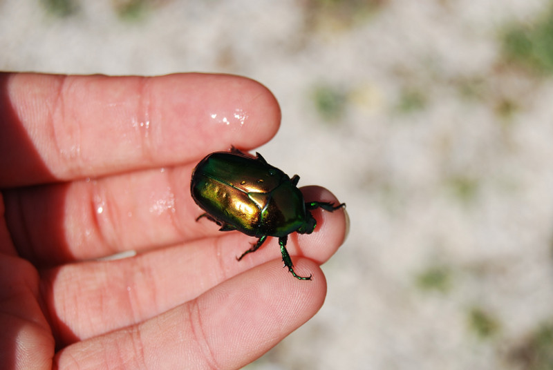 Cetonia aurata? No, Protaetia speciosissima