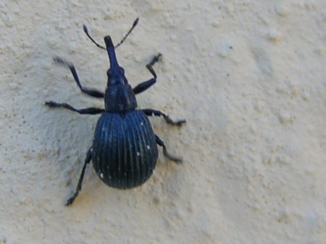 Geotrupidae (Anoplotrupes stercorosus)  e Holotrichapion pisi (Apionidae)