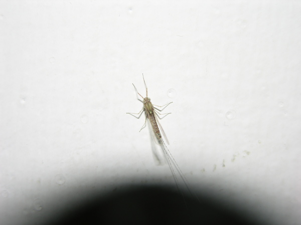 Cloeon cognatum