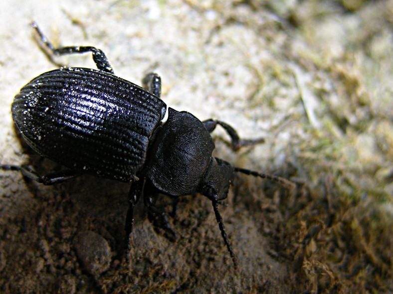 Coleotteri autunnali