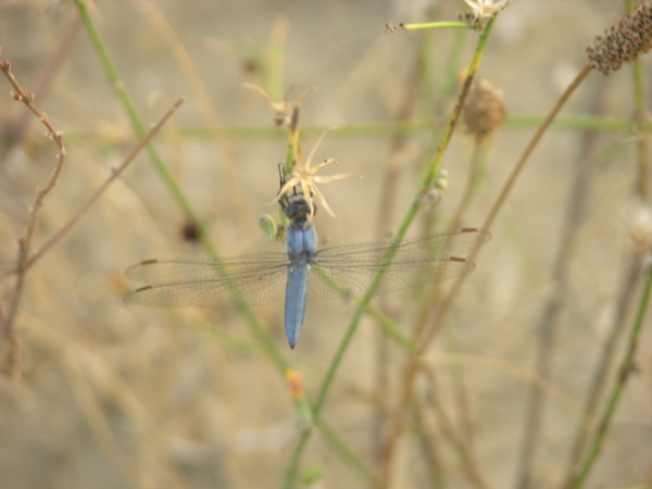 libellula non identificata - Orthetrum brunneum