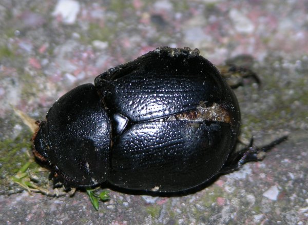 Pentodon bidens