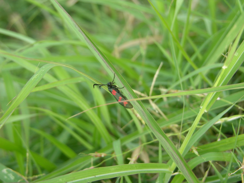 Zygaena filipendulae