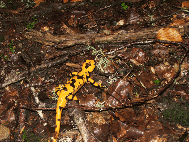 Salamandra...un p particolare...