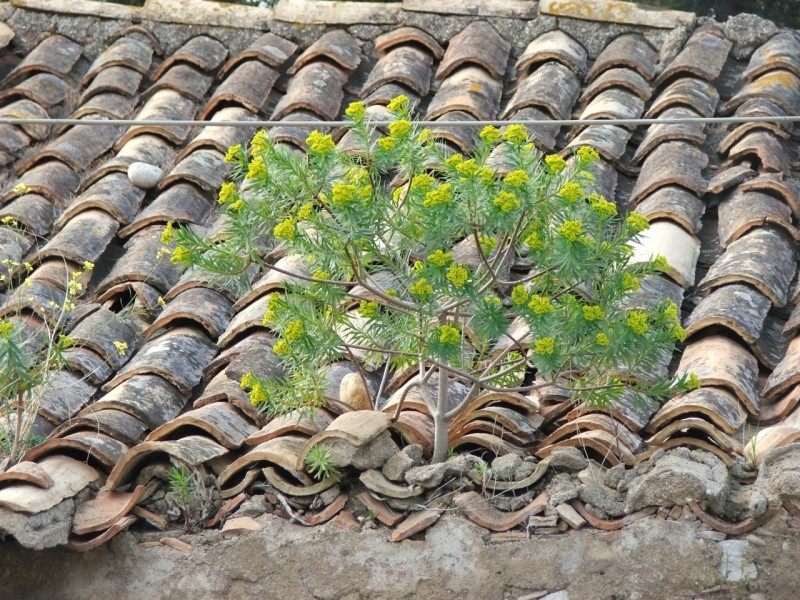 Piante...equilibriste