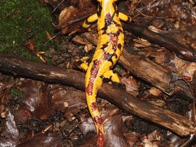 Salamandra...un p particolare...