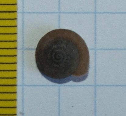 Identificazione 2