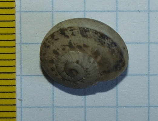 Identificazione 2