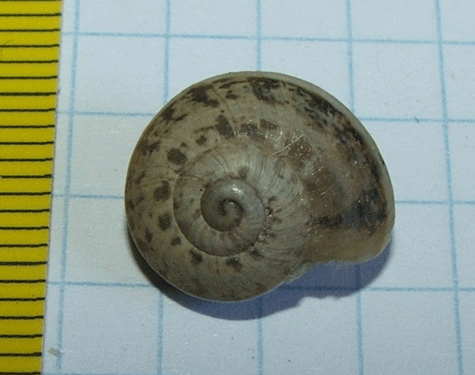 Identificazione 2
