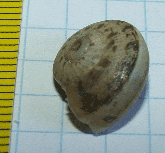 Identificazione 2