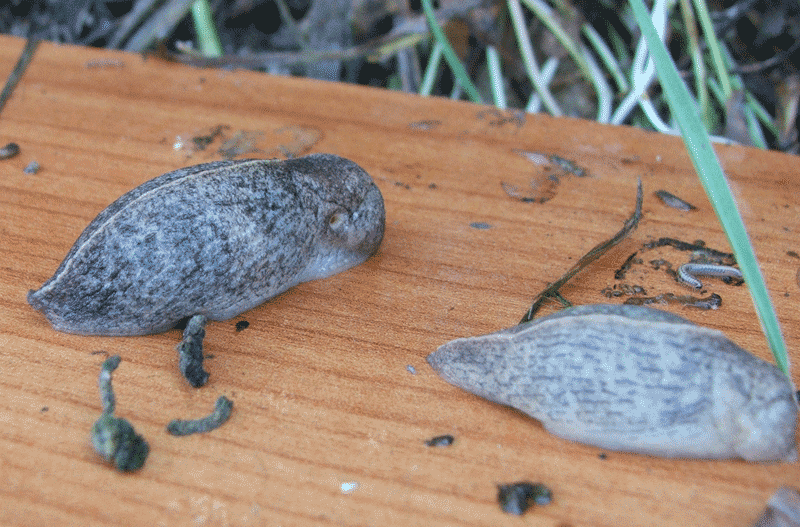 Identificazione 2