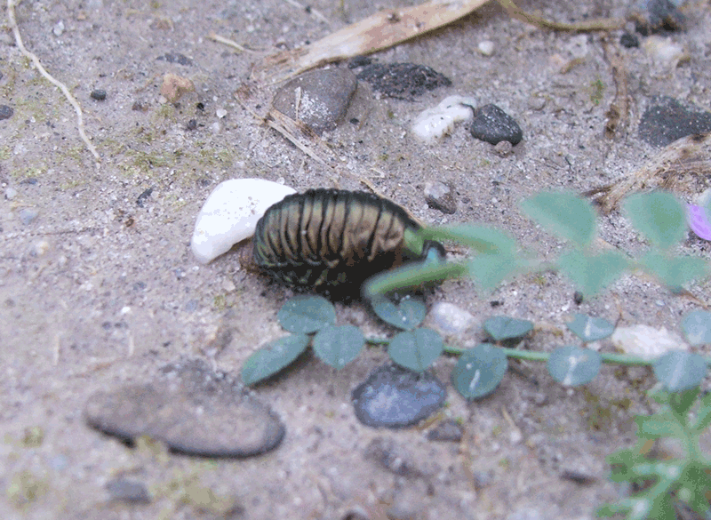 Larva di Timarcha sp. - Chrysomelidae