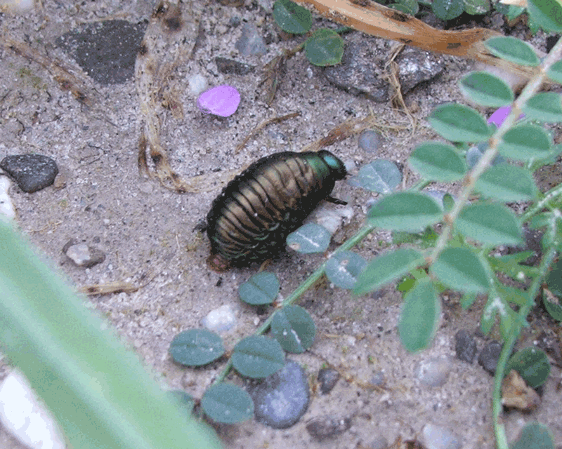Larva di Timarcha sp. - Chrysomelidae