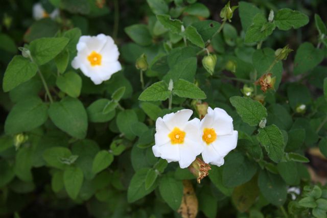 Cistus salvifolius e Linum bienne