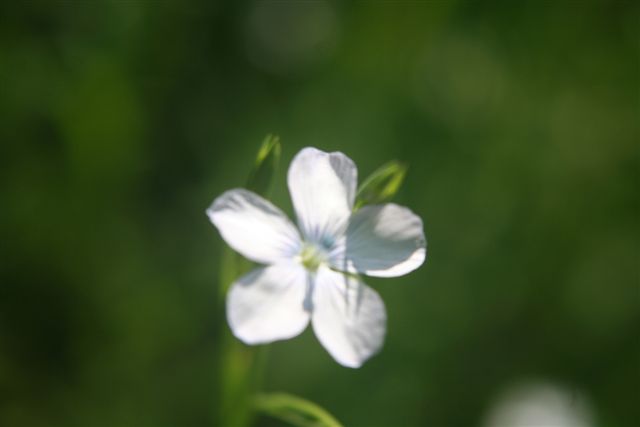 Cistus salvifolius e Linum bienne