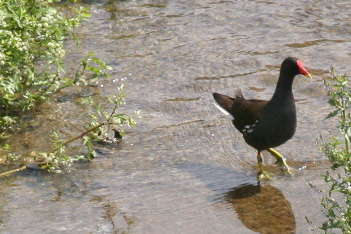 Gallinella d''acqua