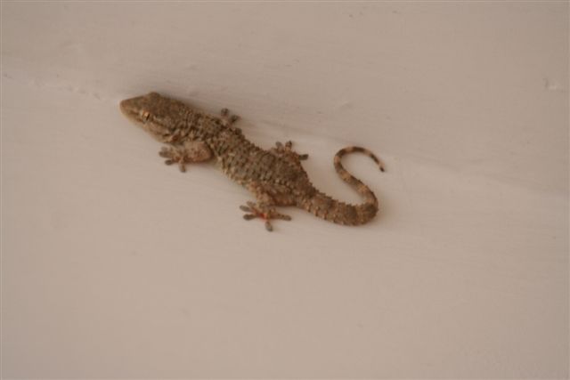 geco