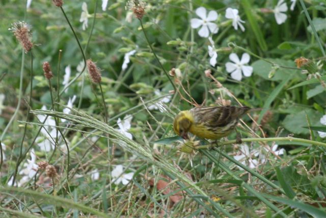 identificazione [Verzellino]
