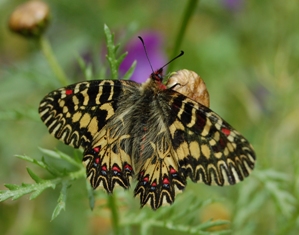 bellezza pericolosa - Zerynthia (Zerynthia) cassandra