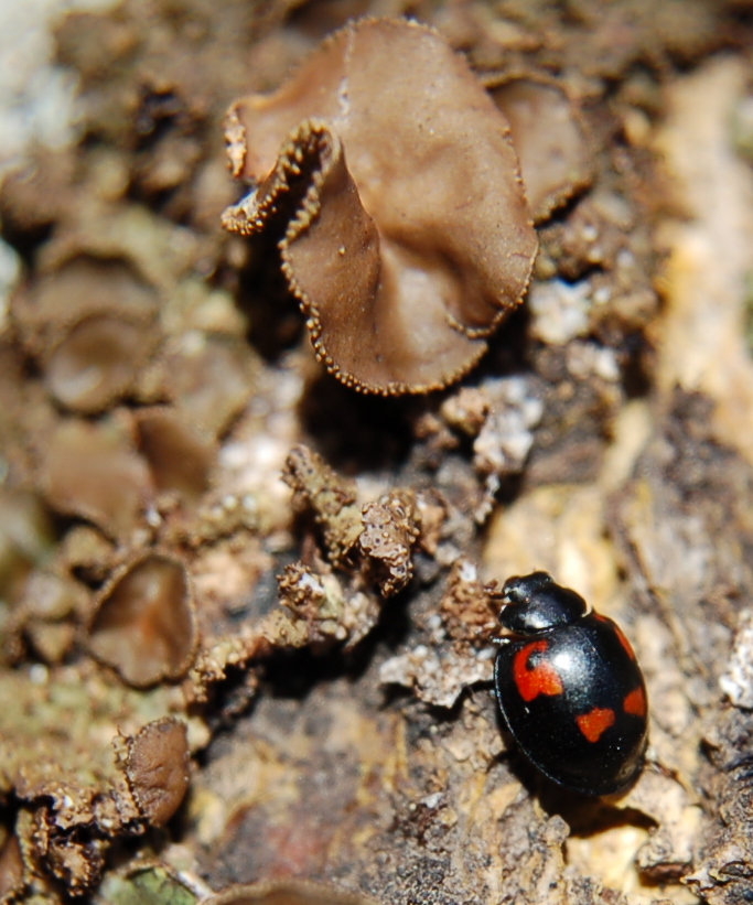 rosso nero!chi ? Exochomus quadripustulatus, Coccinellidae